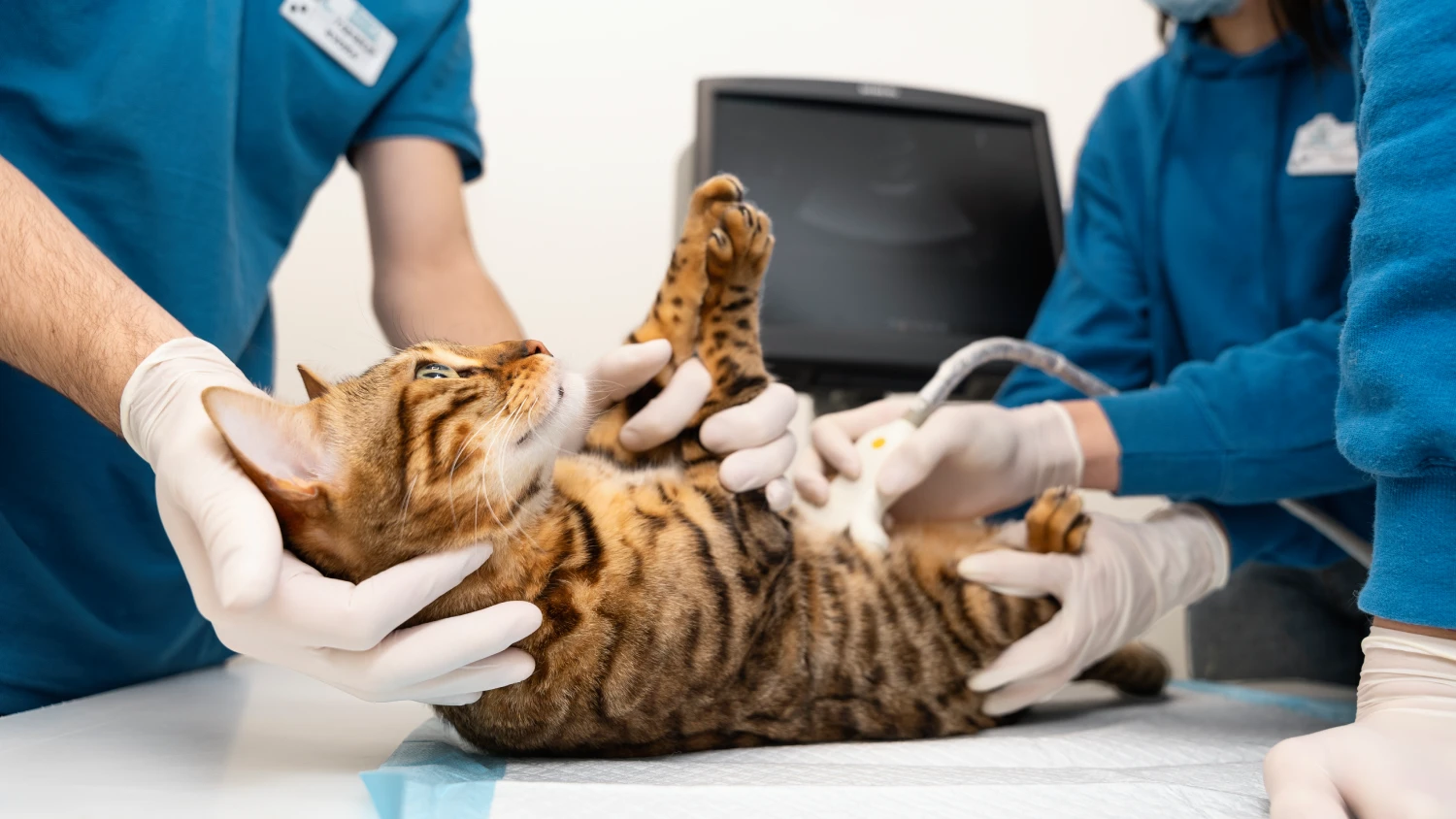close up doctor checking cat s belly