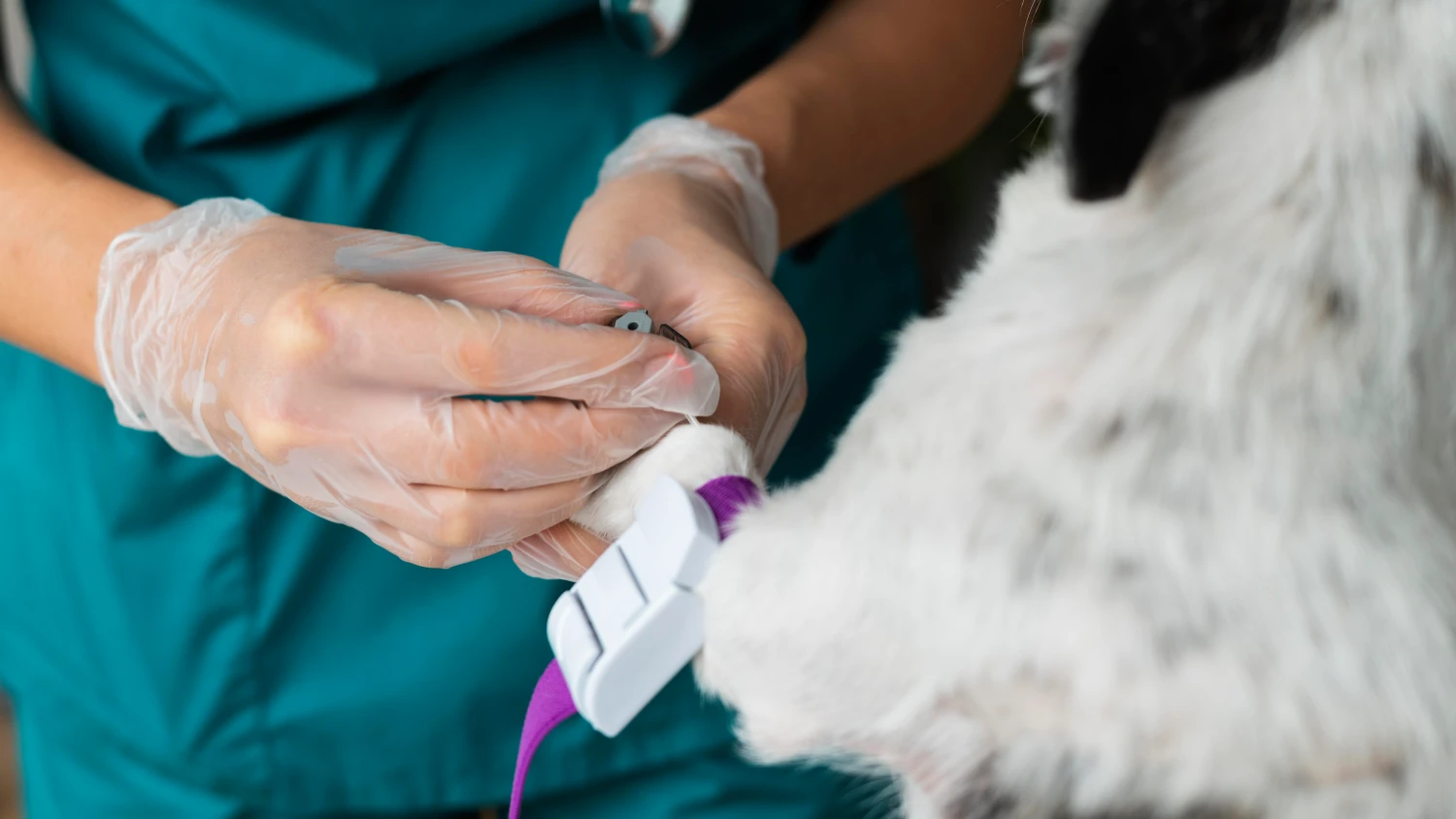 close up veterinarian taking care dog (1)