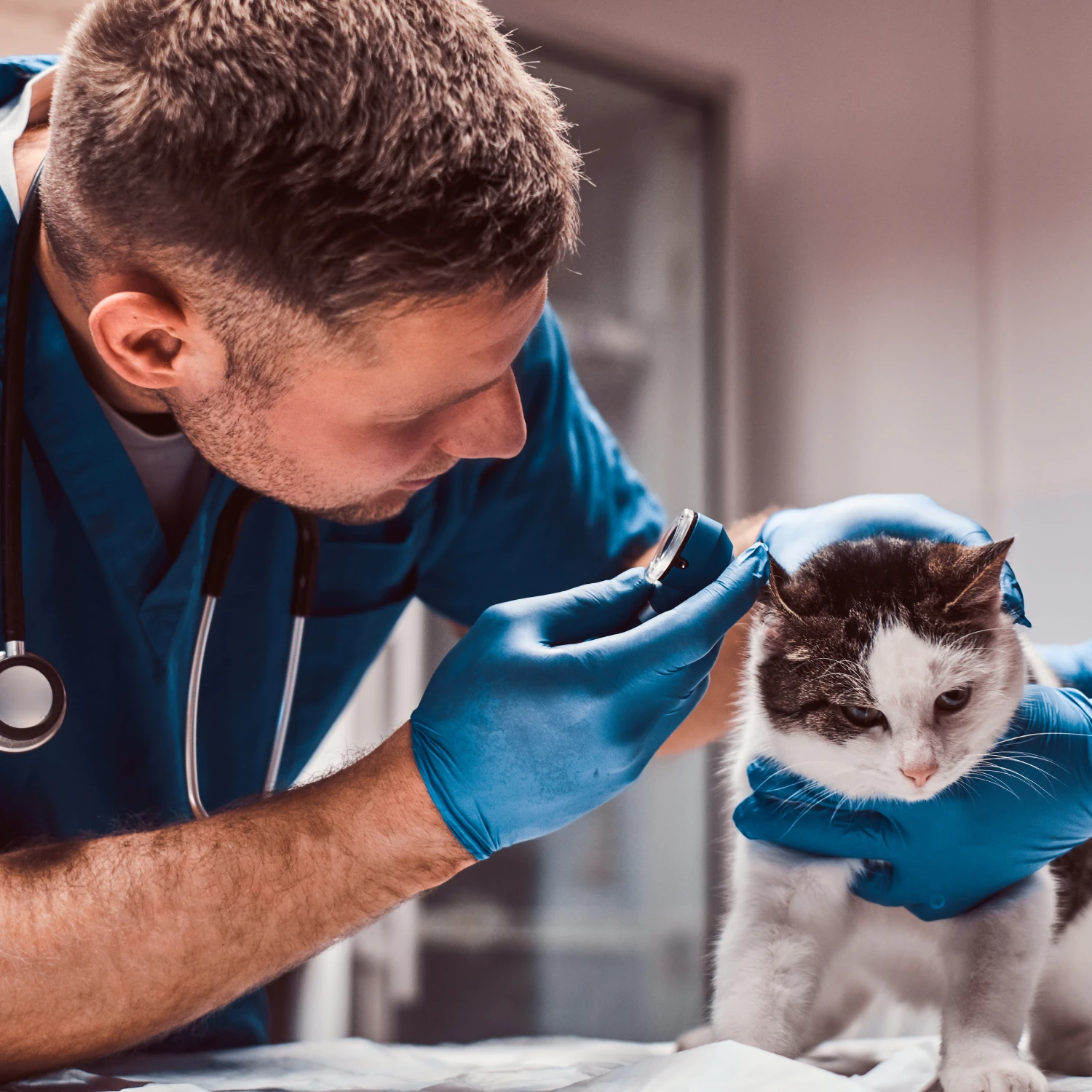 male veterinarian examining cat ear infection with otoscope vet clinic