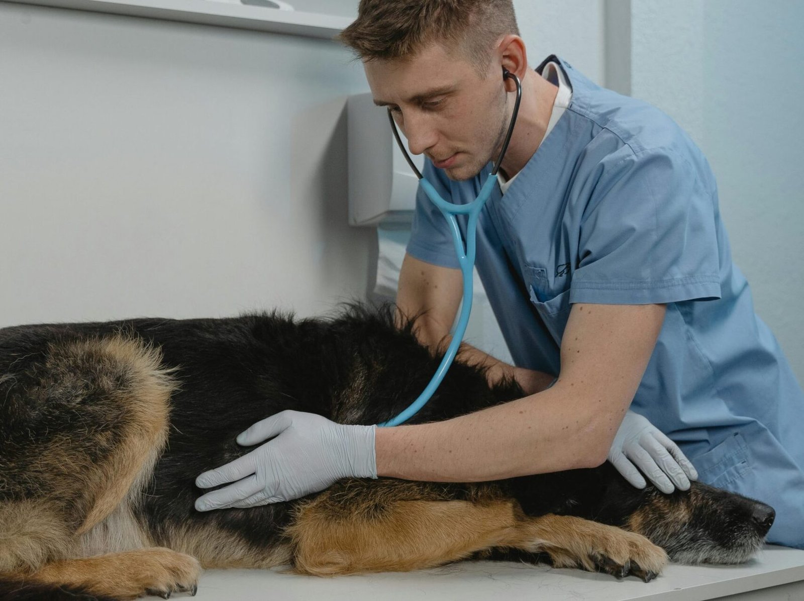 A veterinarian checks a German Shepherd's health using a stethoscope on a clinic table.