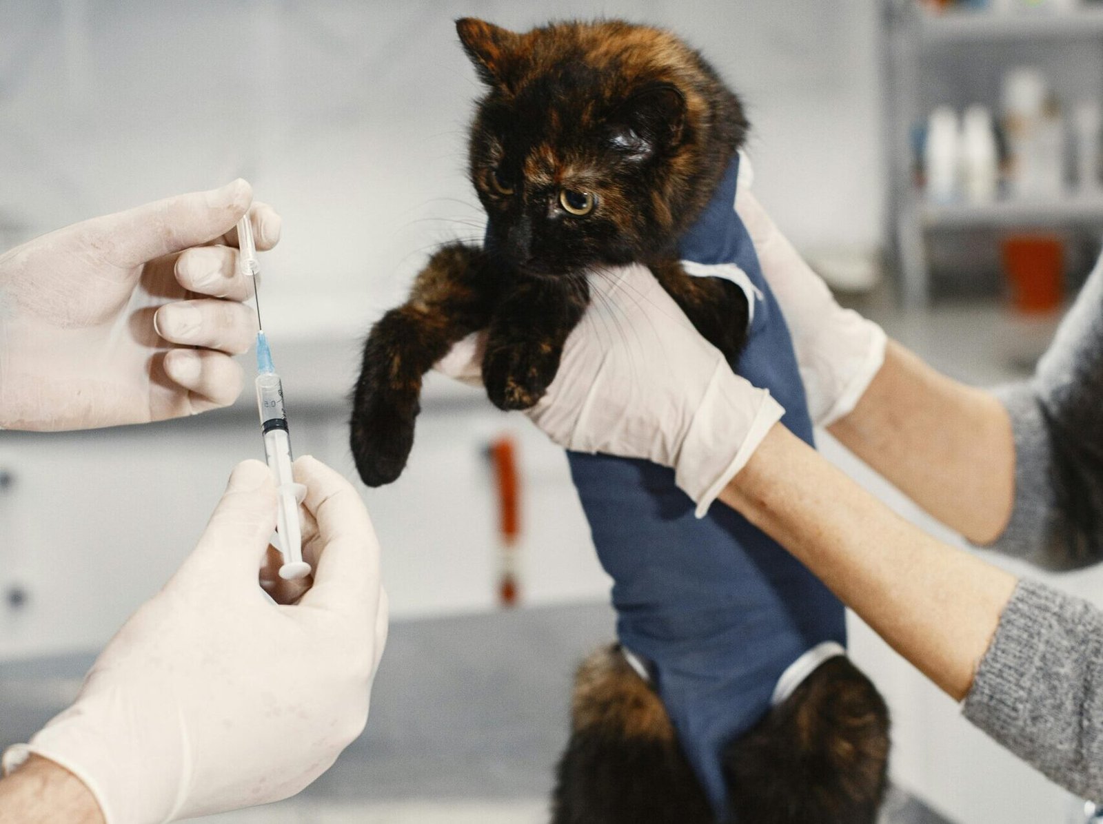 A tortoiseshell cat being prepared for vaccination in a veterinary clinic.