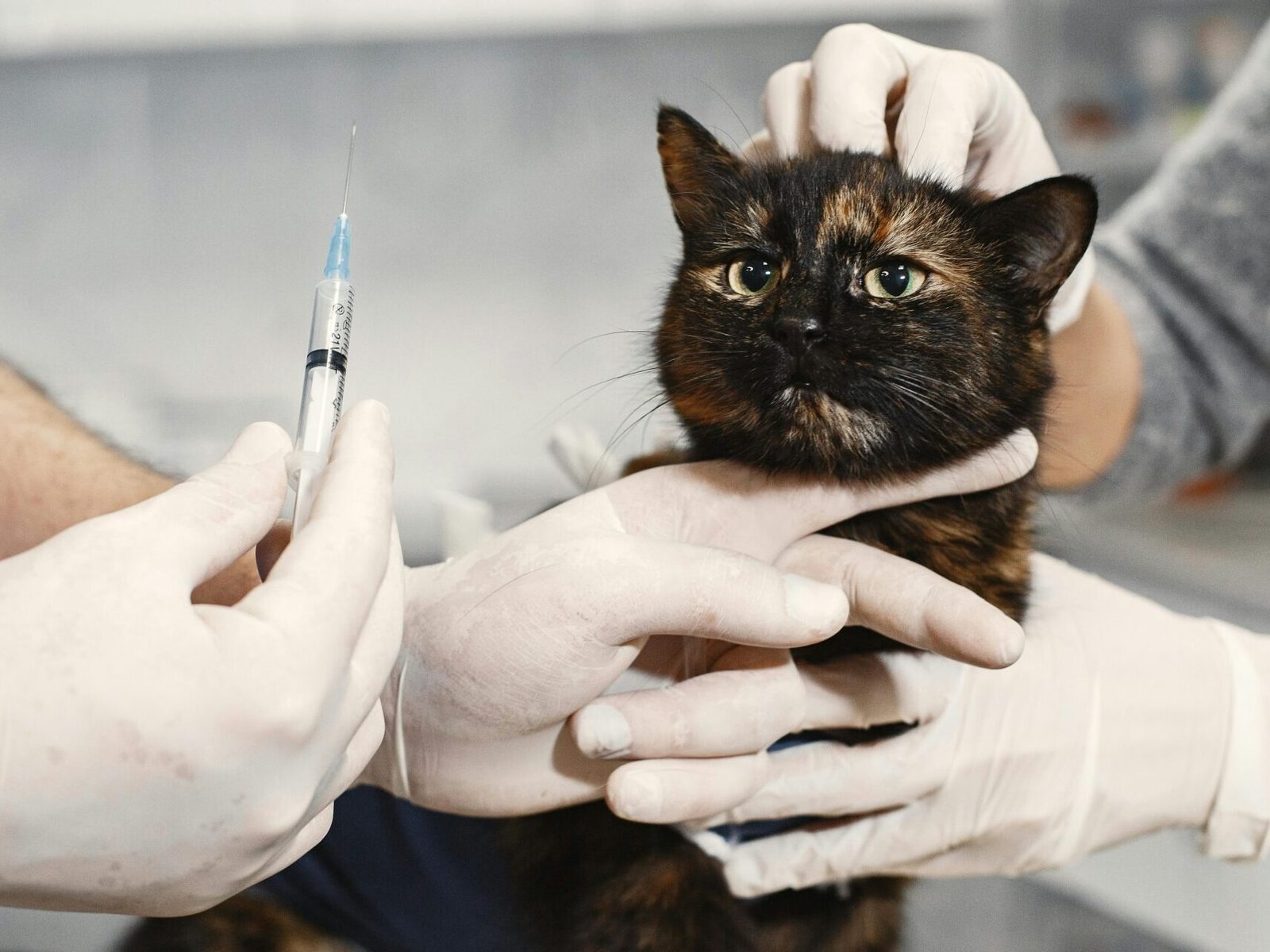 A veterinarian wearing gloves giving a vaccination to a cat in a clinic setting.