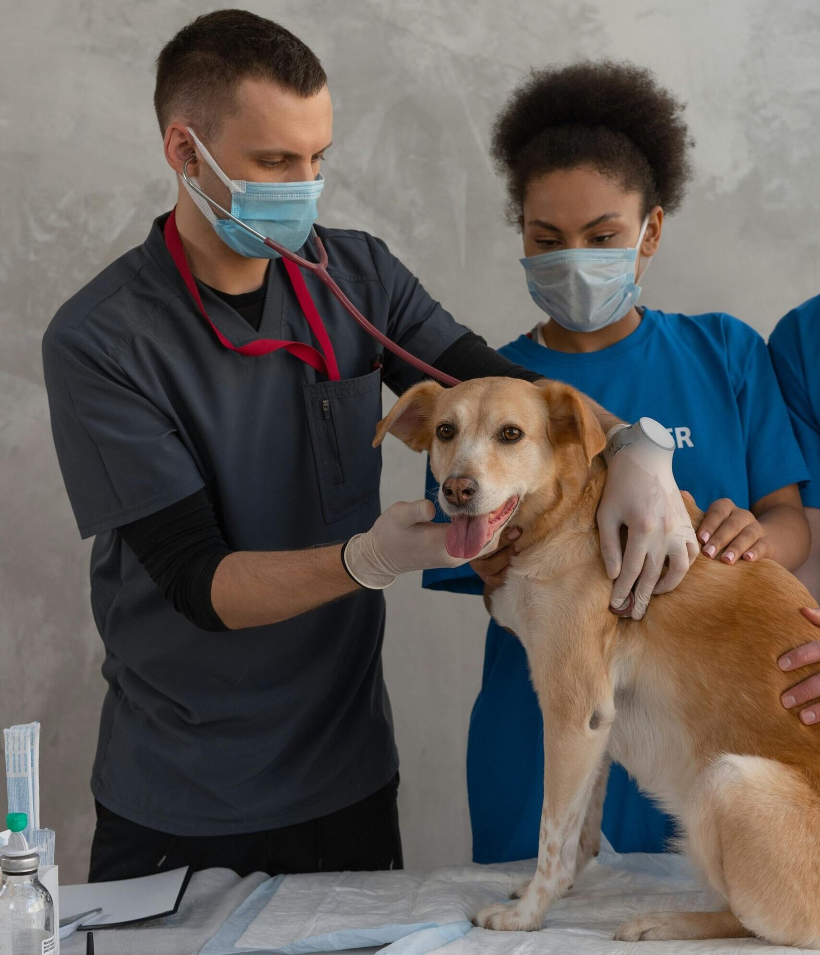 Vet and assistant examine a dog during a check-up in a clinic, emphasizing teamwork and care.