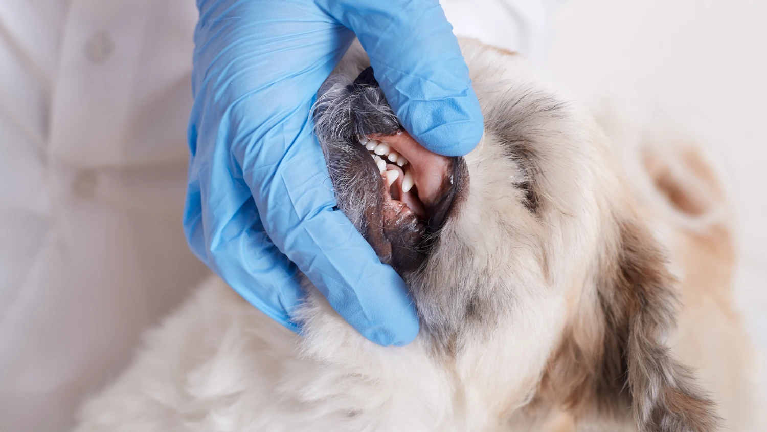 vet dentist checking dog s teeth fluffy angry dog being examined veterinary clinic